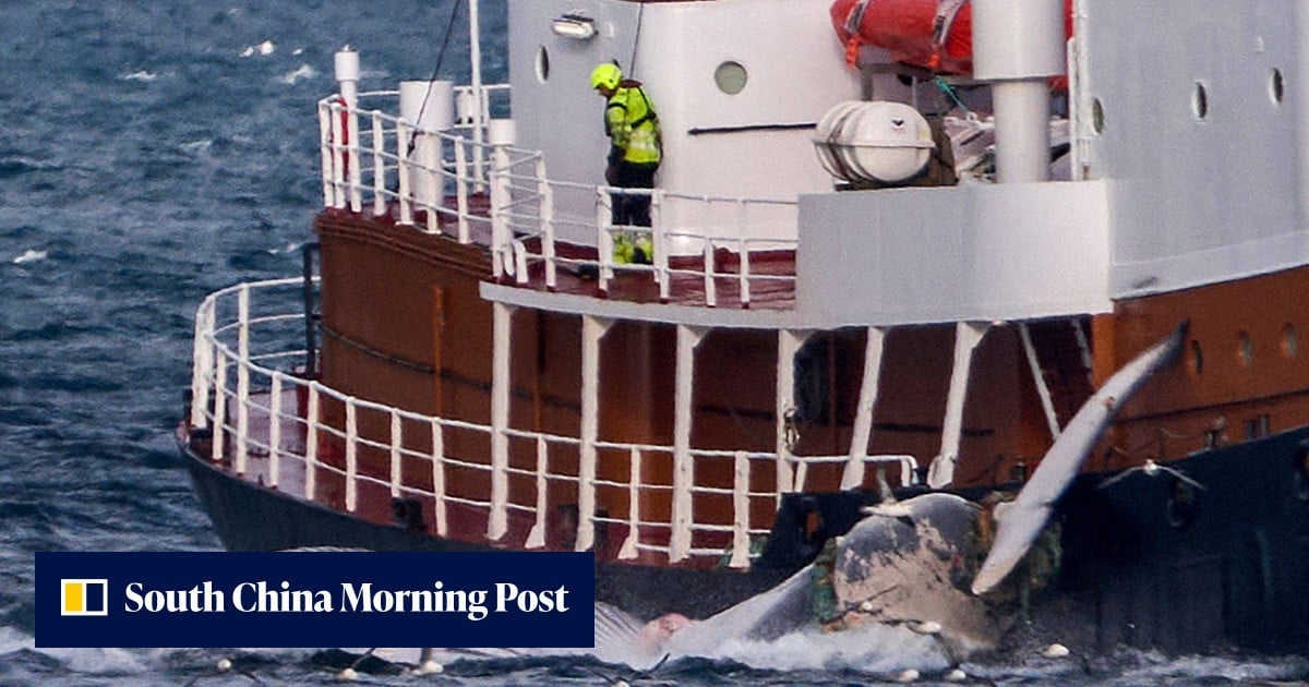 Iceland’s whaling ban plan threatens to leave Japan alone in defending industry