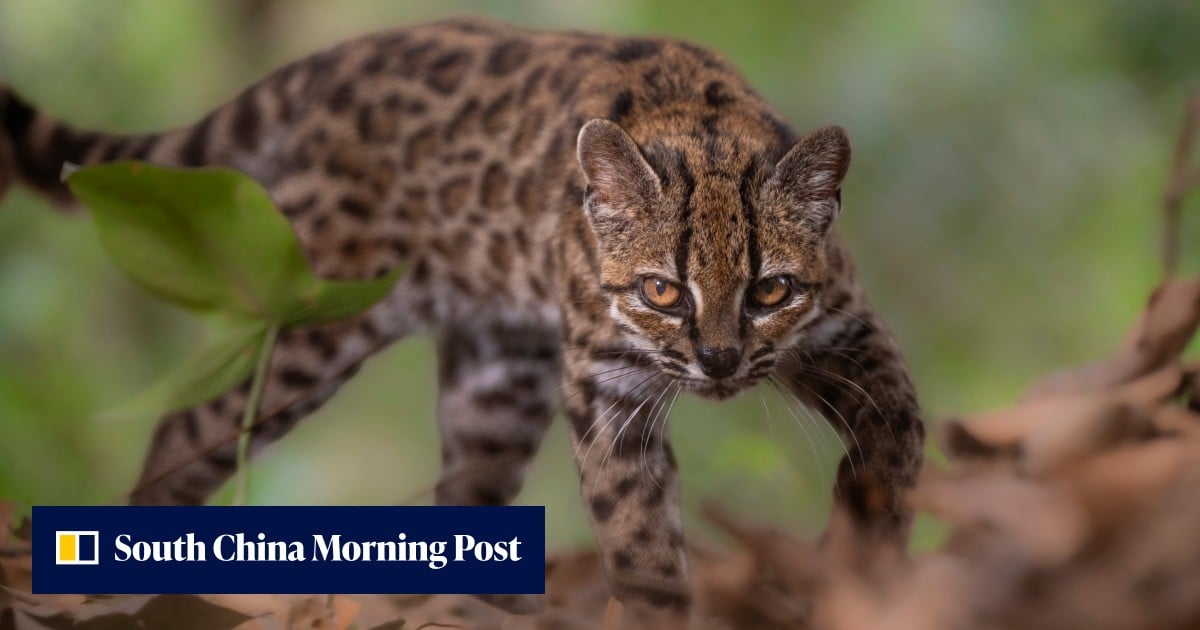 New cat species identified in Bolivia, first in over a century
