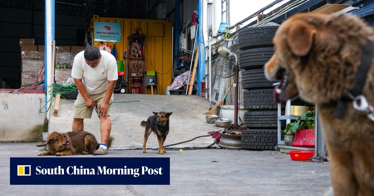 Hong Kong animal groups call for tighter pet laws after suspected fatal mauling