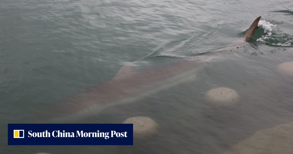 South Korea gets a new internet star as Busan shark sighting goes viral