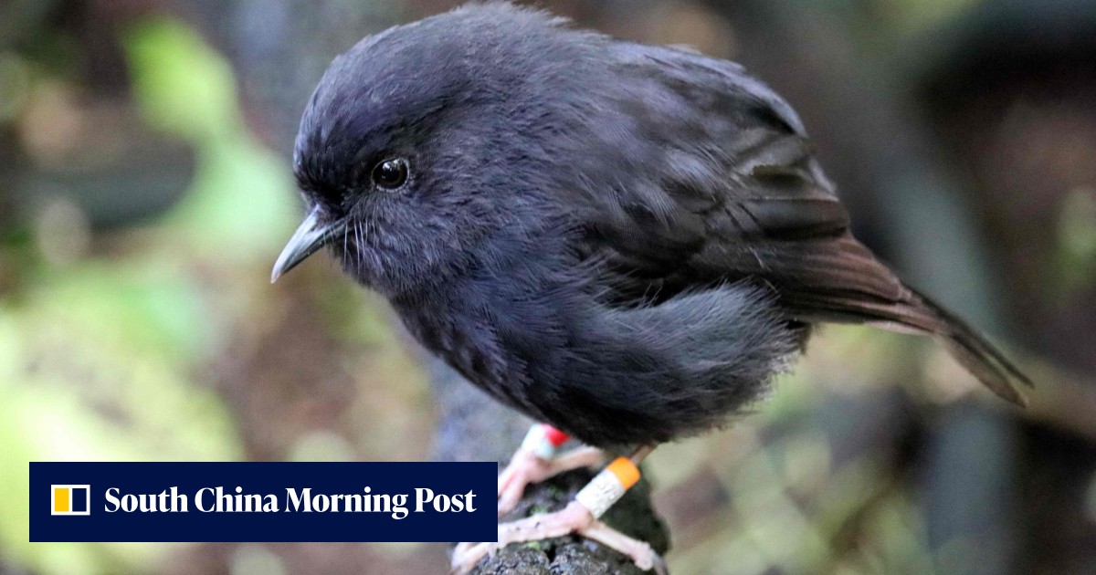 Black robin rules roost in New Zealand’s Bird of the Year vote