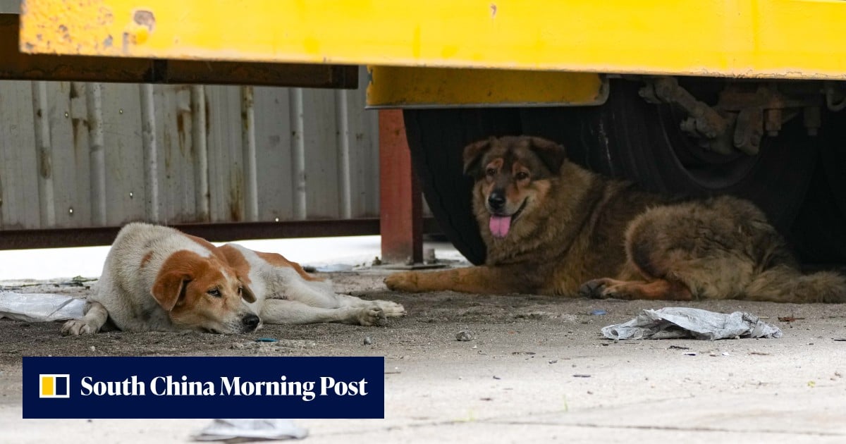 Shelters warn against poor treatment of warehouse guard dogs in New Territories - South China Morning Post