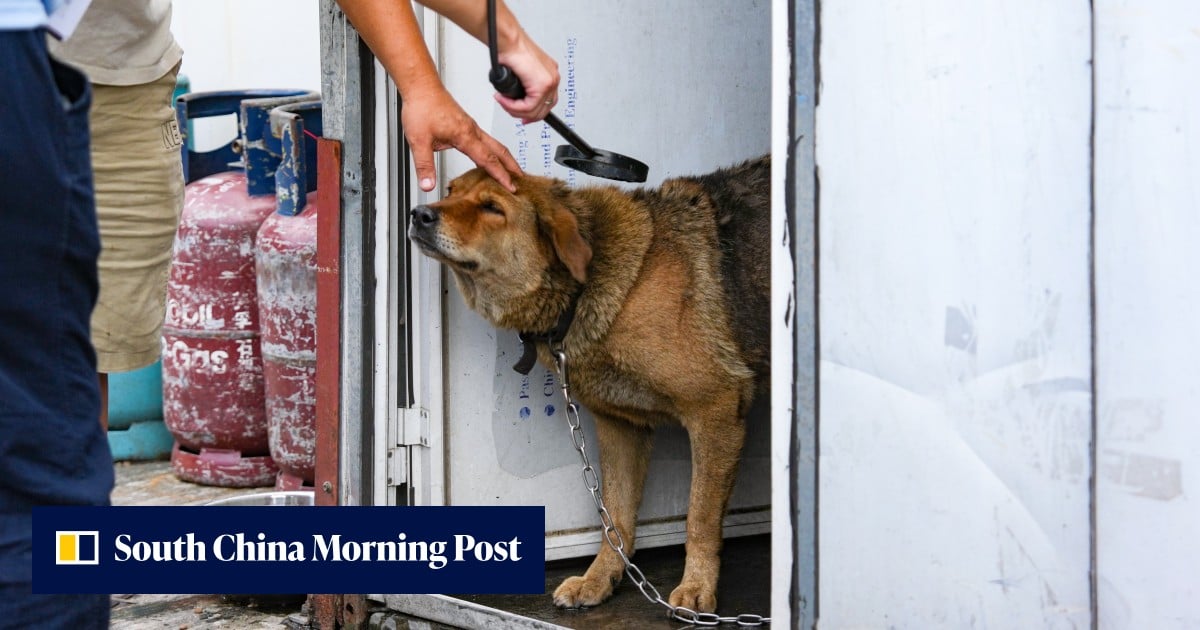 Search for stray dogs expanded as new CCTV cameras installed in Yuen Long