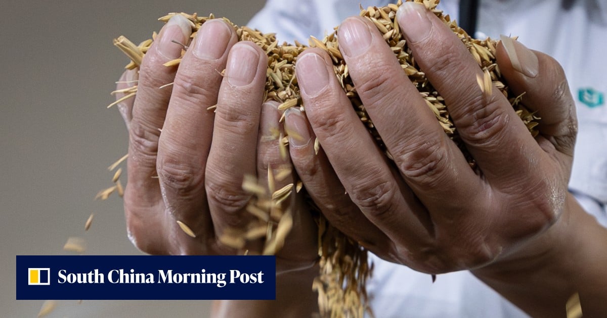 Can China’s grain reserves protect food security against El Nino?