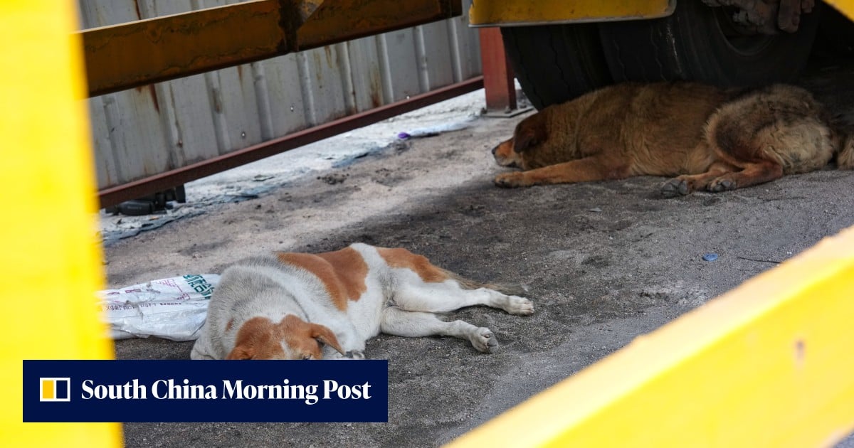 Hong Kong’s animal welfare laws fail to meet modern demands, experts say