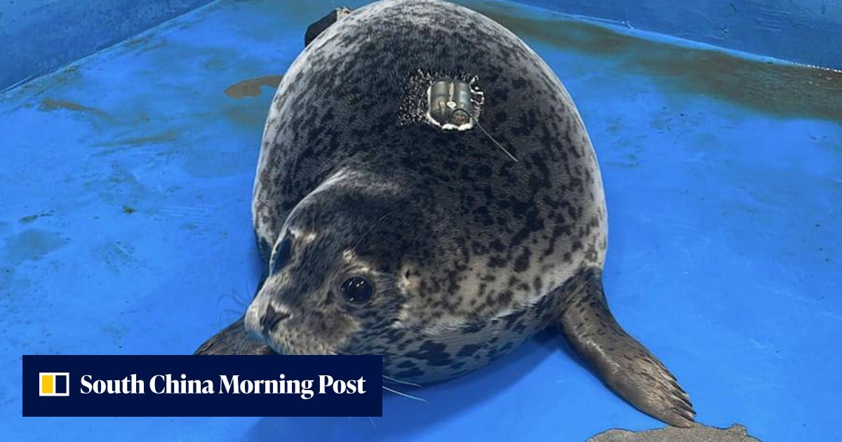 China seal touches hearts for swimming 200km back to island after missing humans