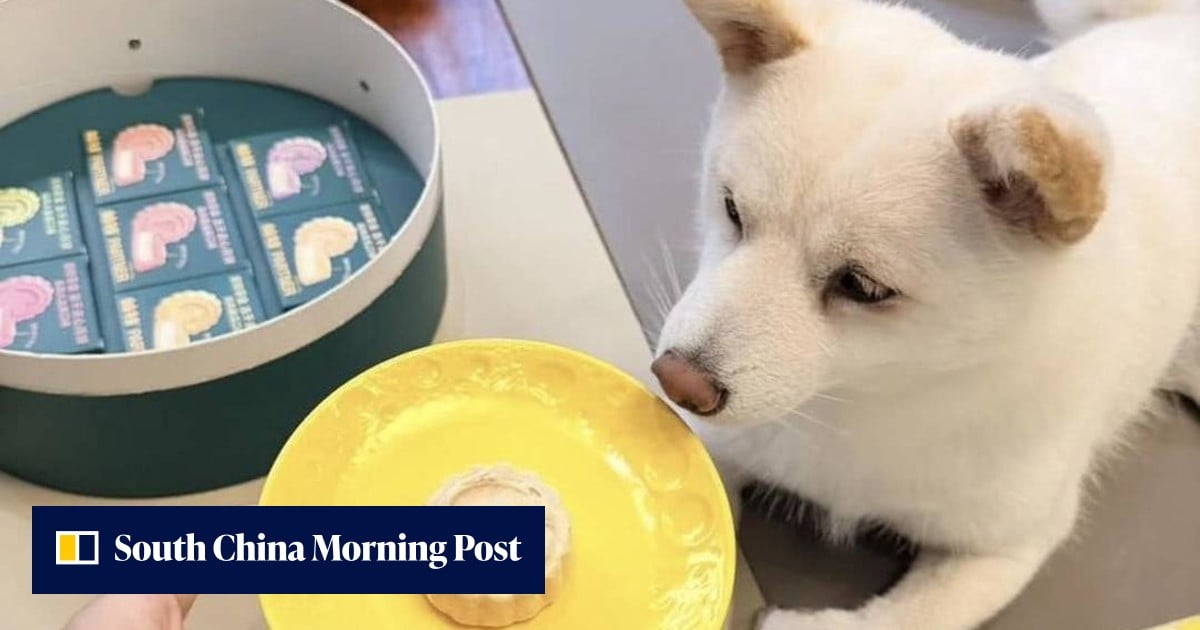 Mooncakes for the dog? How China is reinventing its iconic festive snack