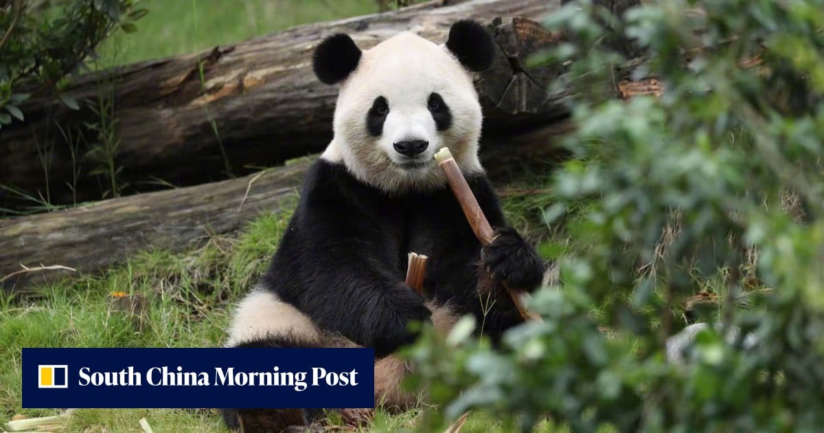 Giant pandas Ping Ping and Fu Shuang touch down in the US under new loan deal