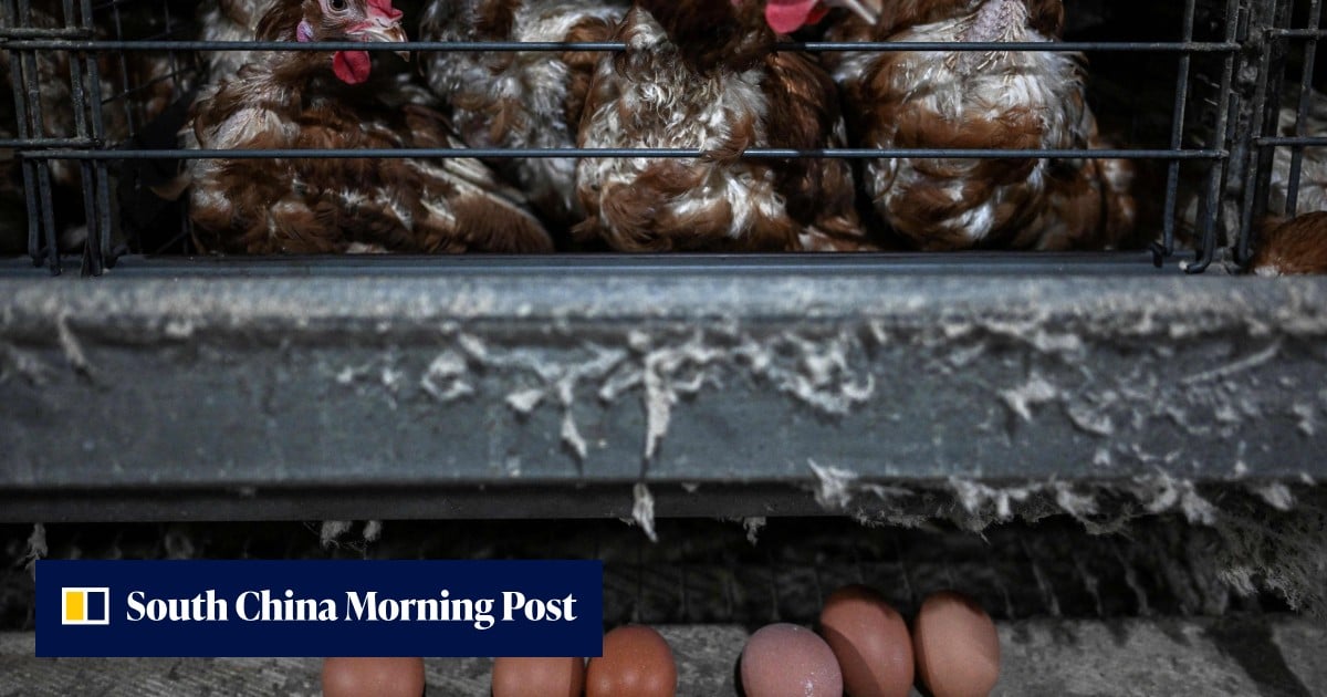 Chickens in Malaysia are producing fewer eggs. Is haze a leading cause?