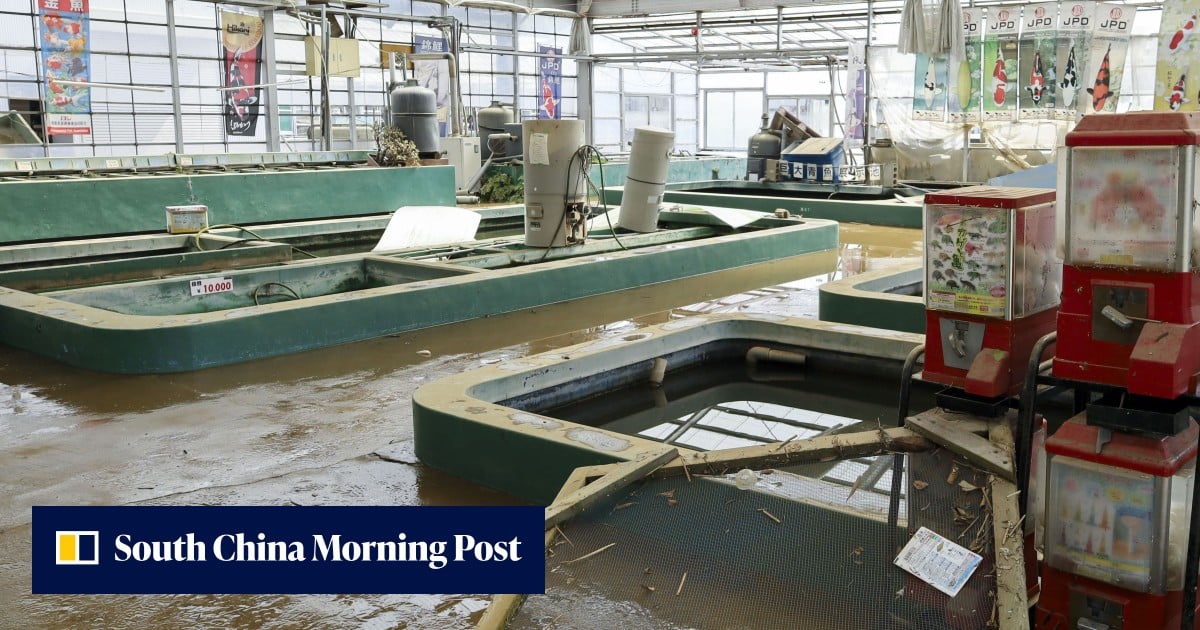 Japanese carp farm loses 100,000 Nishikigoi in Typhoon Dujuan flood