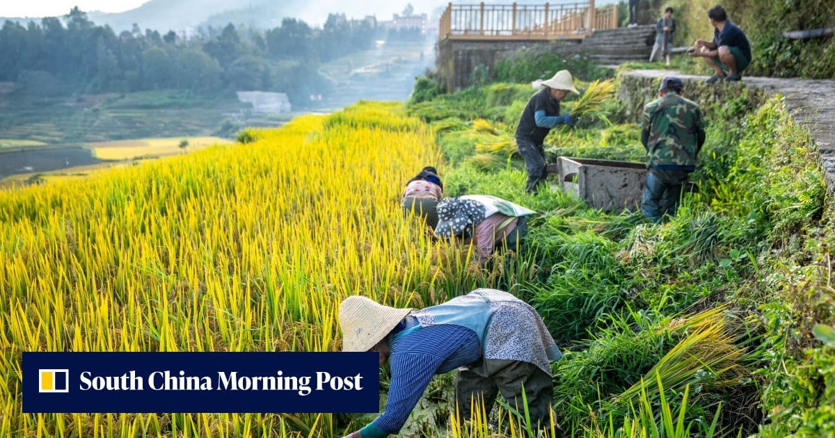 China to further boost domestic grain supply as US soybeans excluded from tariff cuts - South China Morning Post