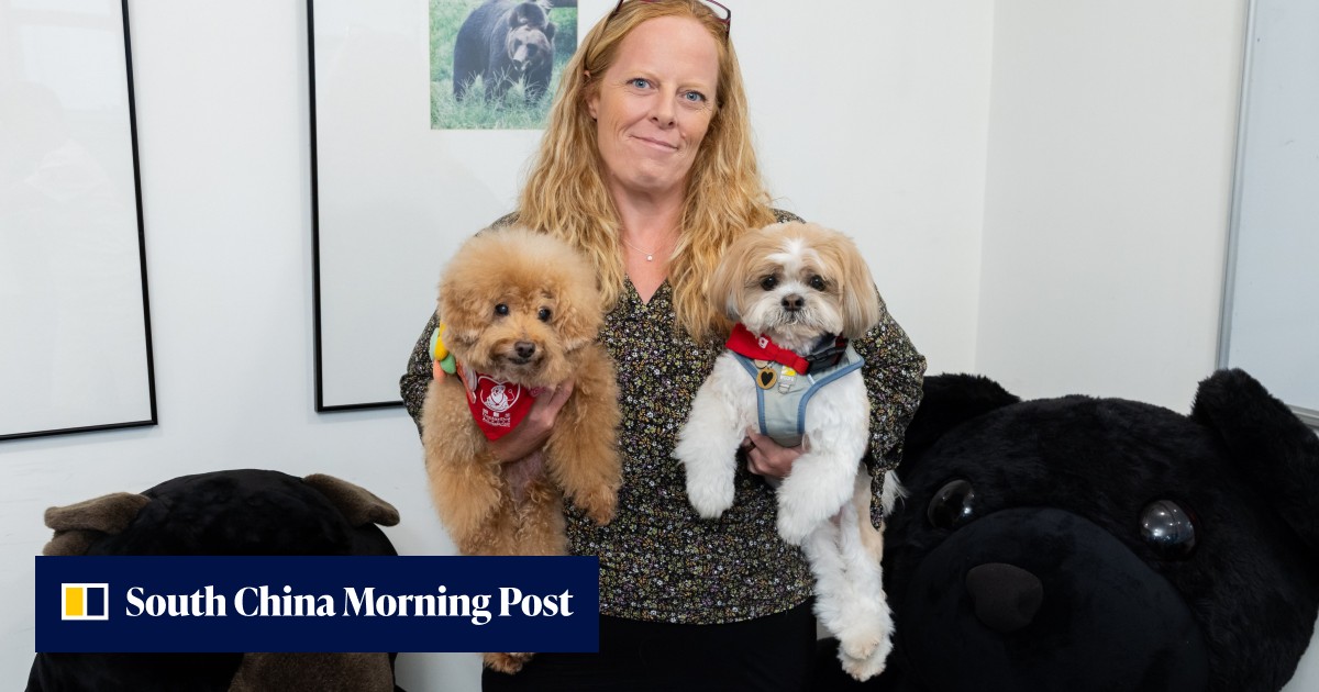 Therapy dogs in high demand: Hong Kong programme booked out until February 2027