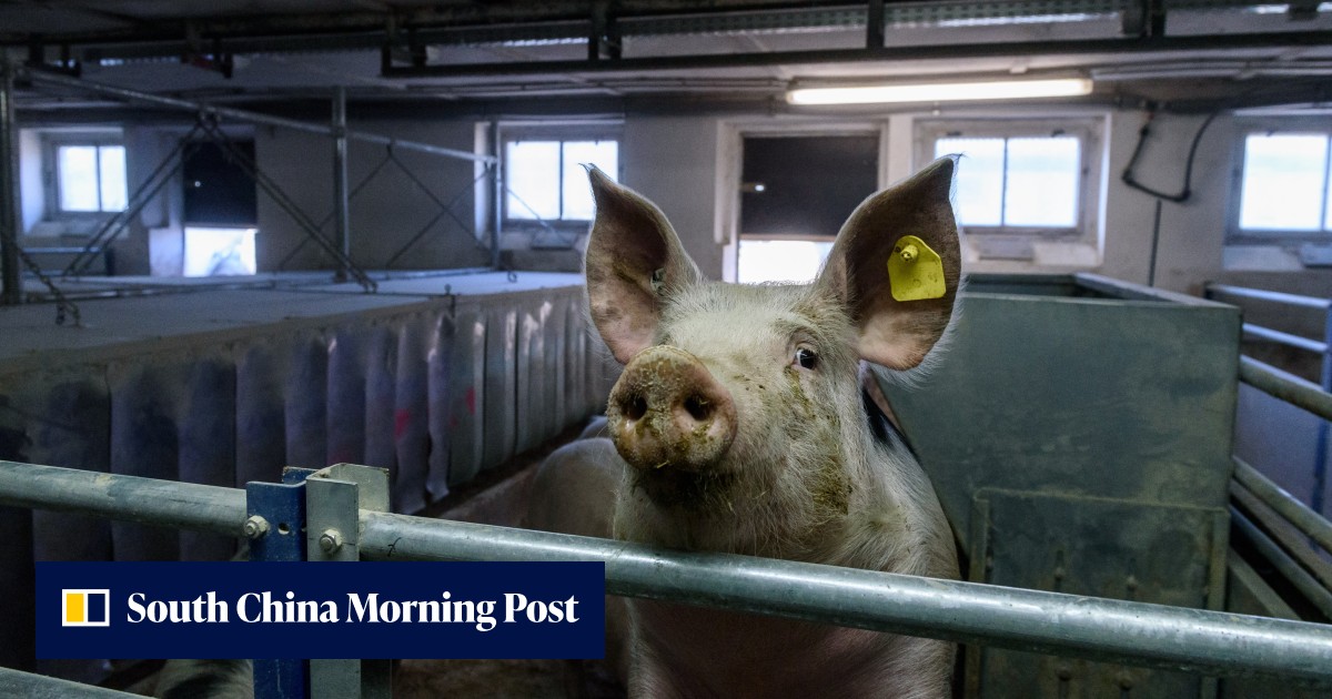 Pork insecurity: China's protein supply ‘exposed' amid reliance on feed imports: study