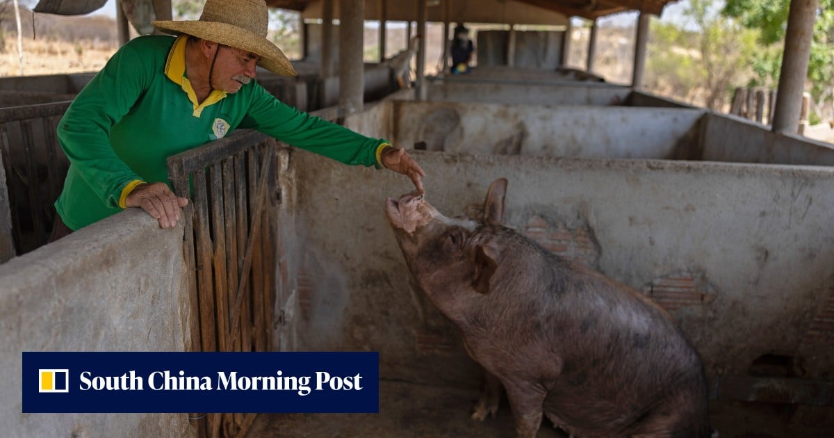 Brasiliens landwirtschaftliches Rückgrat für Familien umfasst chinesische KI, um den Rückgang des lebenswichtigen Sektors umzukehren