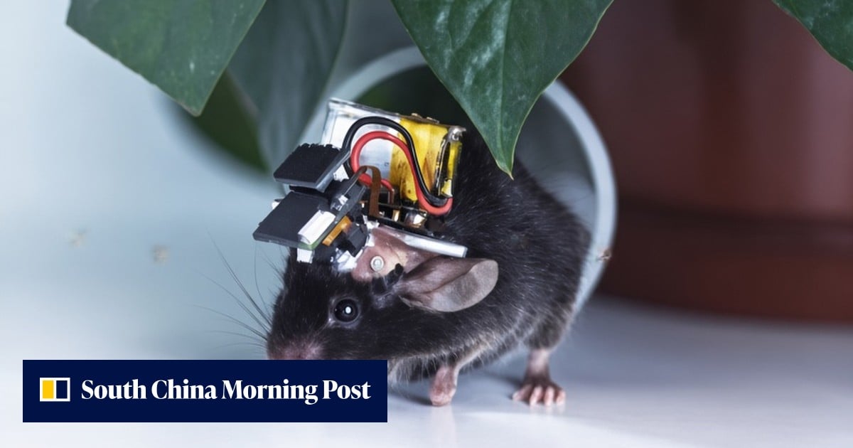 China builds the world’s smallest wearable brain monitor with a cortex-wide view
