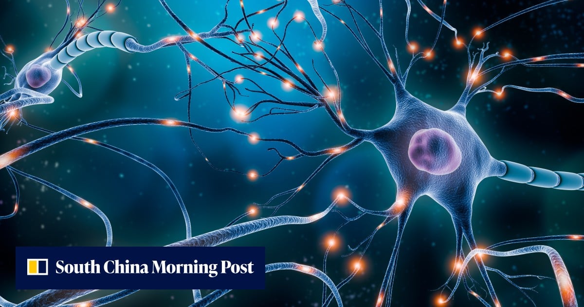 Chinese scientists find neurons may act as minicomputers that help decision-making