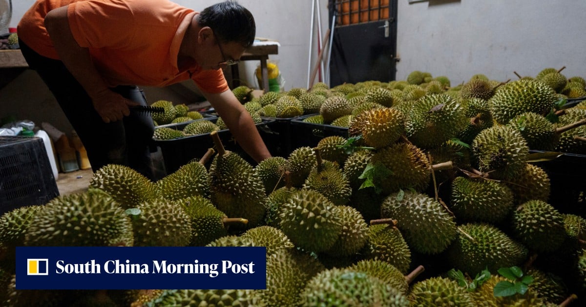 Stinking rich: Malaysia eyes land routes to boost durian trade in China