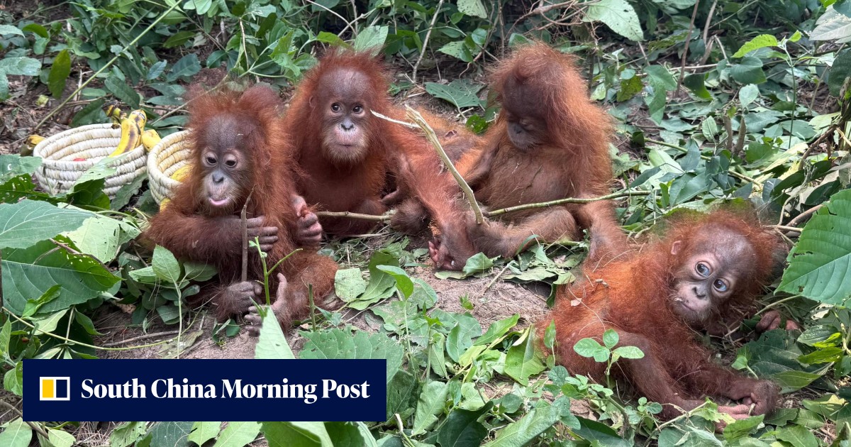 Discovery of baby orangutans in India exposes booming illegal pet trade