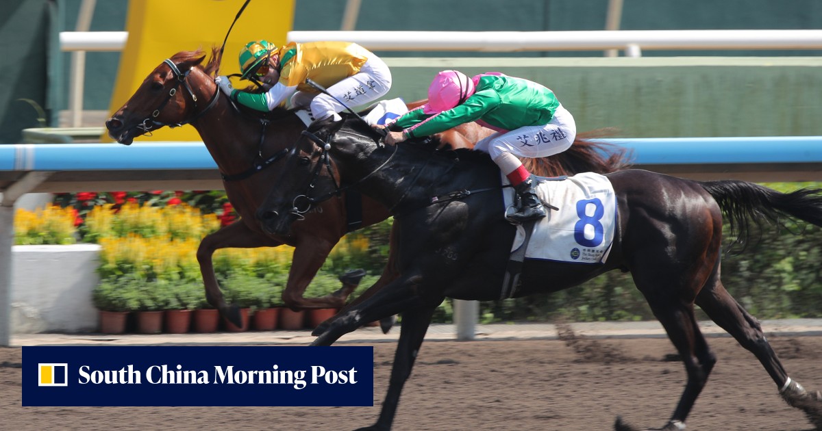 David Hayes backs Bustling City to bounce back from shock $1.4 defeat last start