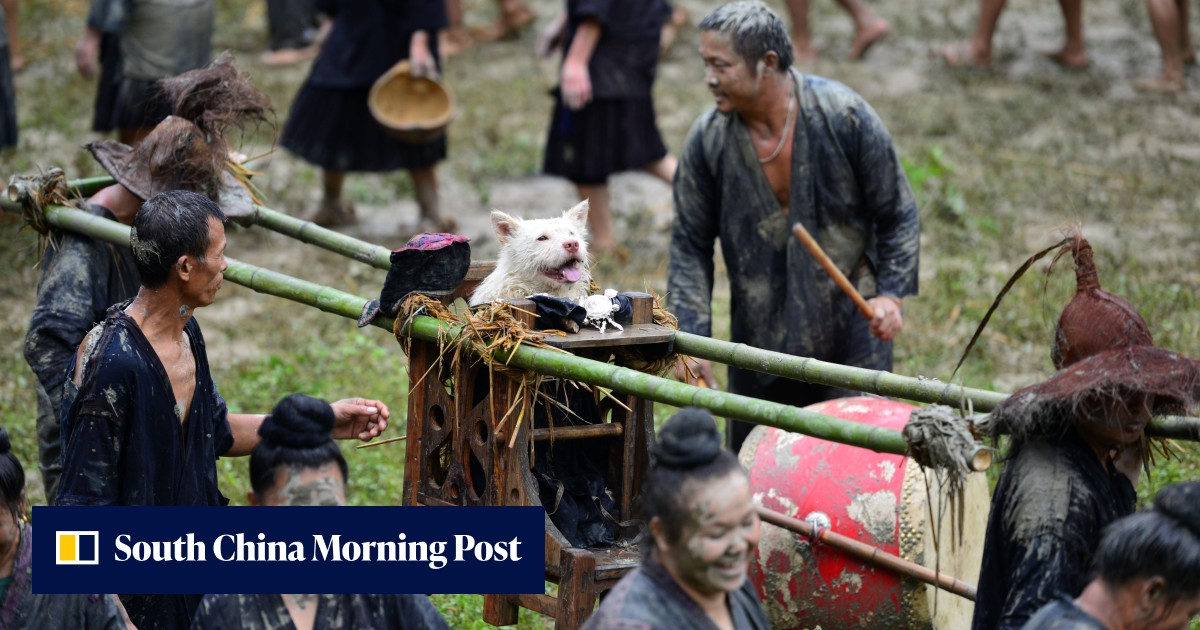 Why China's heritage-listed Dog-Carrying Festival honours canines as sacred lifesavers