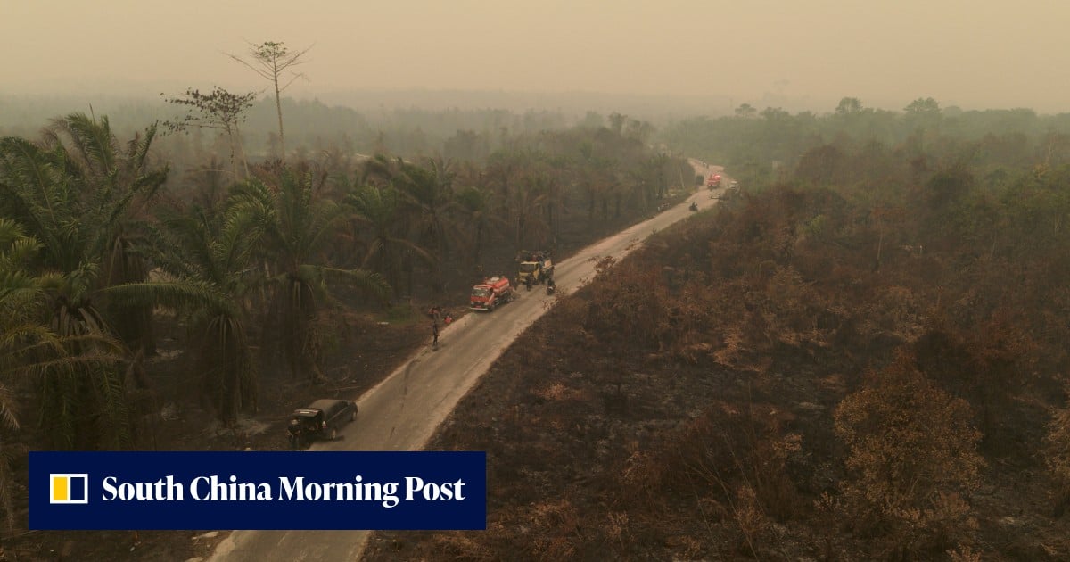 Letters | Solution to Asean haze starts with helping oil palm ...