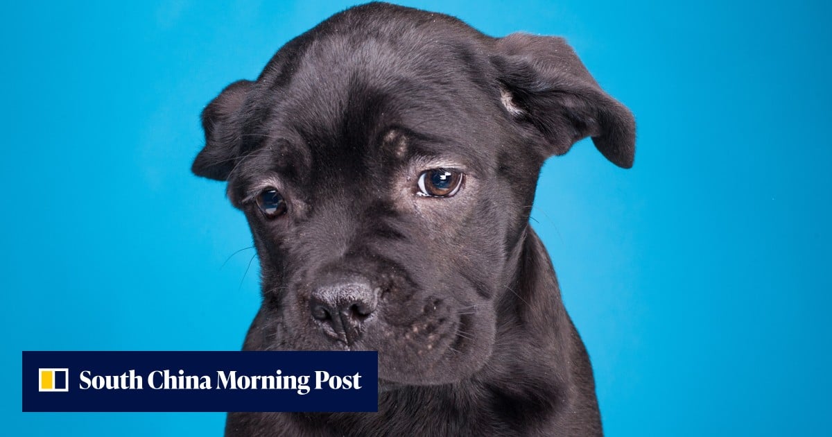 2 men charged in Malaysia after dog seen being dragged behind motorbike