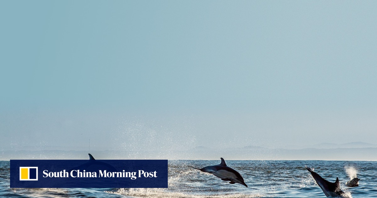 Letters | dolphin shows: stop the abuse in the name of entertainment