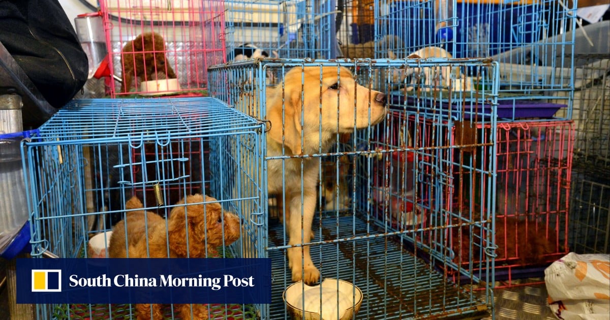 Punishment for animal abuse should not be strengthened say Hong Kong