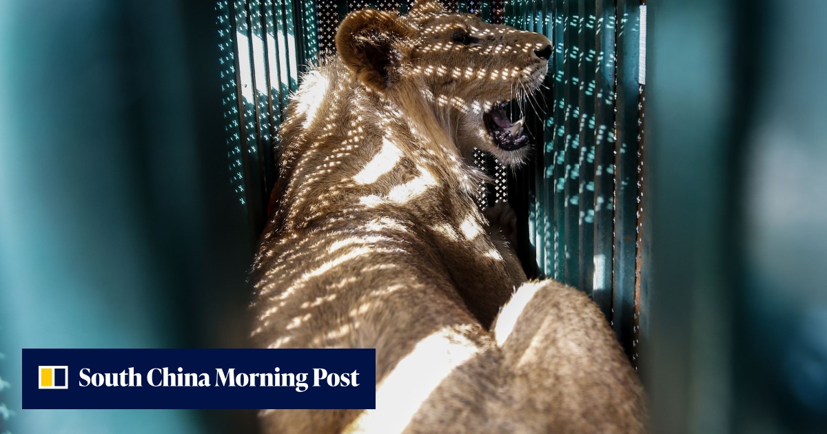 Dozens of neglected animals rescued from run down Gaza zoo | South ...