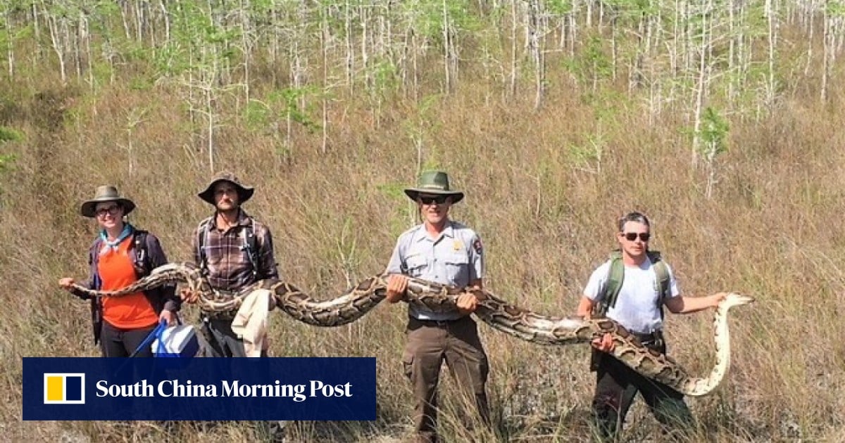 Snake Hunters Capture Largest Python In Florida Everglades By Attaching Snake hunters capture largest python in florida everglades by attaching
