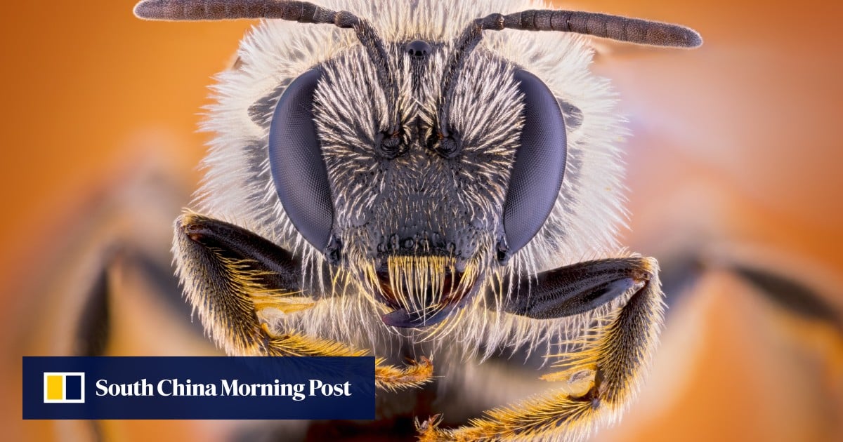 Doctor finds four ‘sweat bees’ living in 29-year-old Taiwanese woman’s