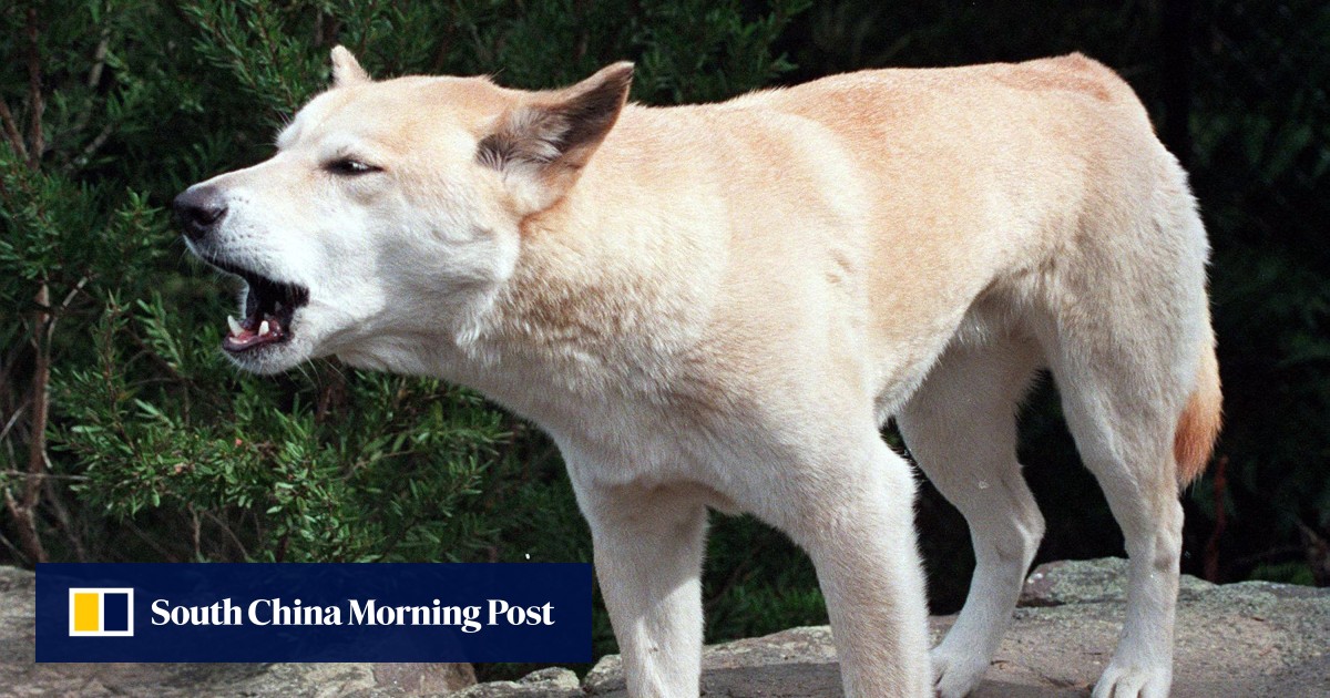 Australia orders urgent review after spate of dingo attacks | South