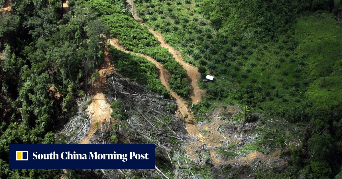 ‘30 soccer pitches disappear every minute of every day’: tropical ...