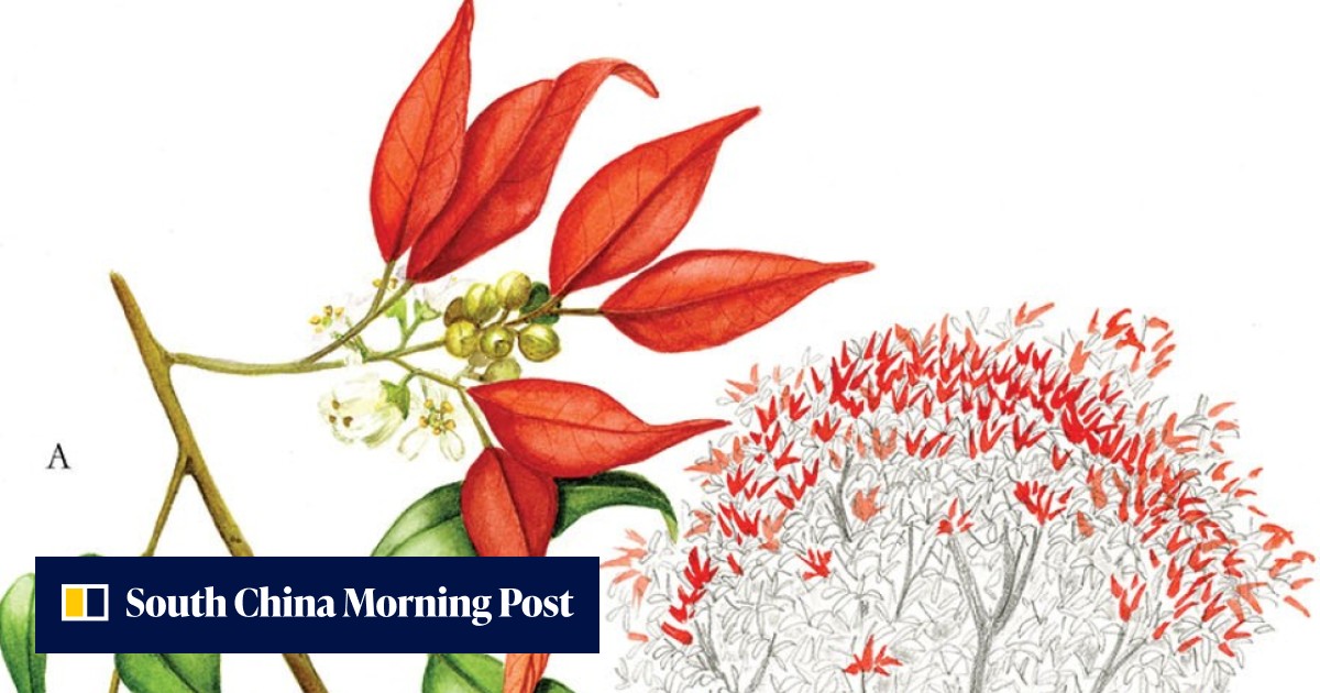 Beautiful watercolour plates of more than 100 Hong Kong trees a real ...