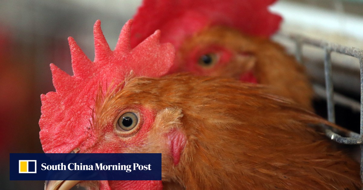 China chicken prices jump on supply shortage as consumers swap poultry