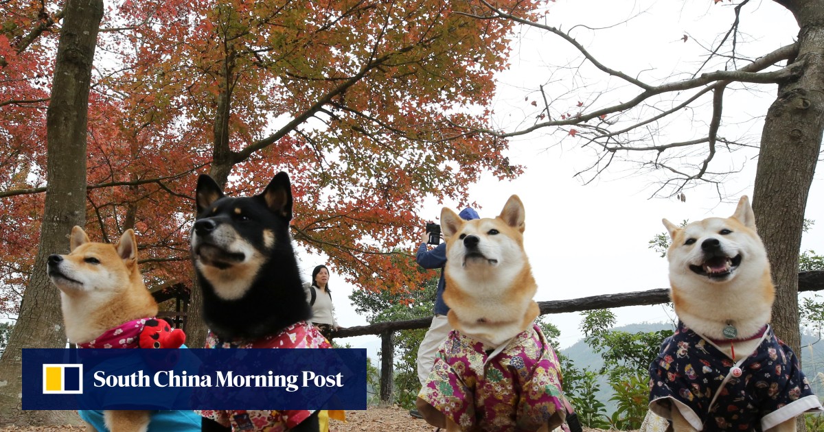 Letter Hong Kong pet owners have a ‘duty to care’ and it means much