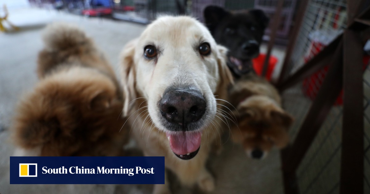 Pet owners have ‘duty to care’ under new amendments to Hong Kong’s
