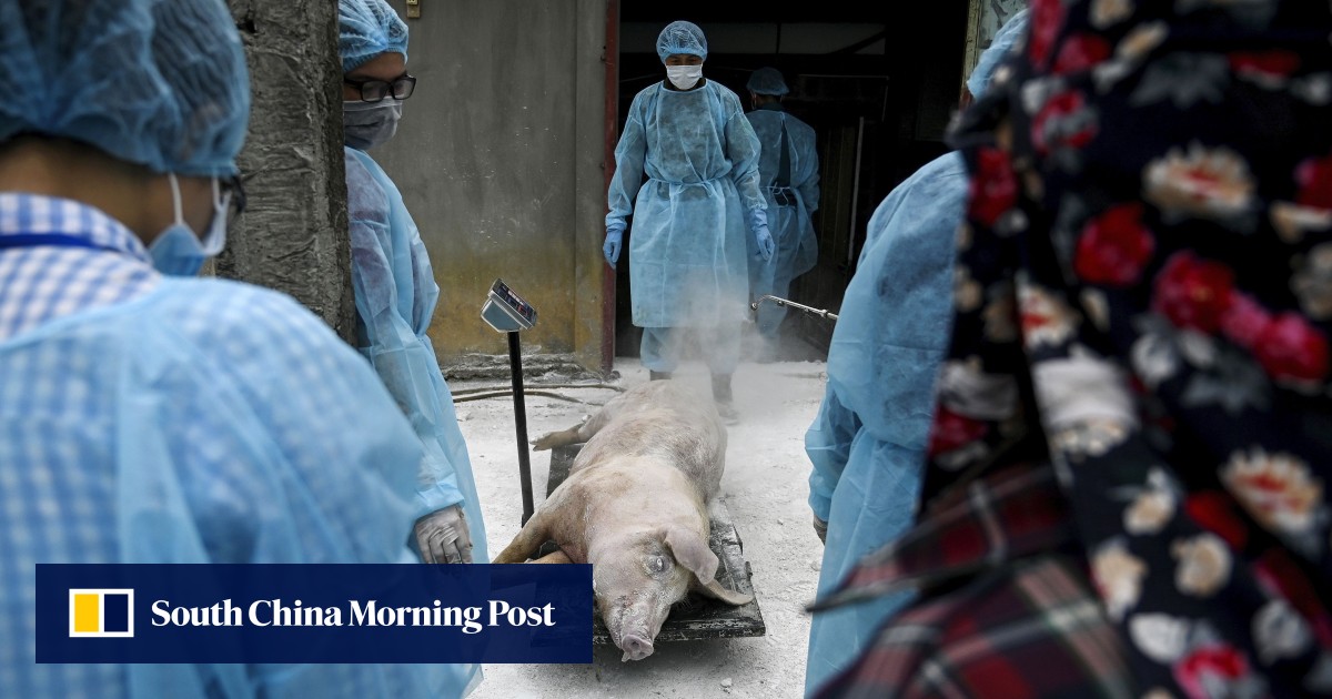 South Korea Accuses North Of Shunning Joint Effort On African Swine 