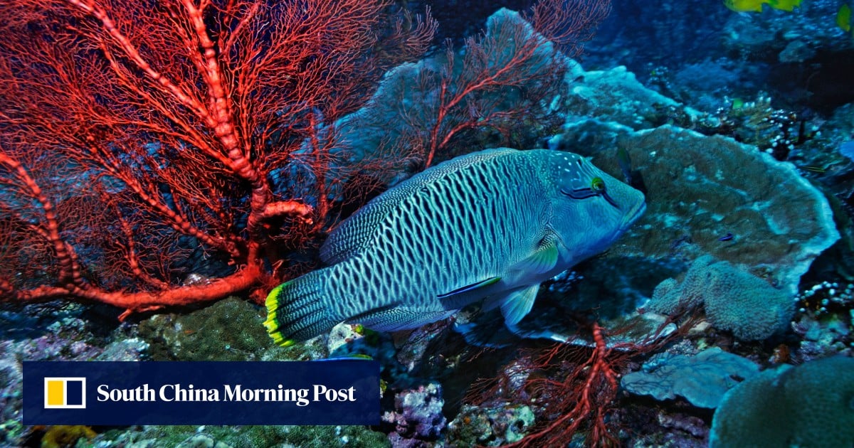 The Humphead wrasse: one of the world’s most endangered coral reef fish ...