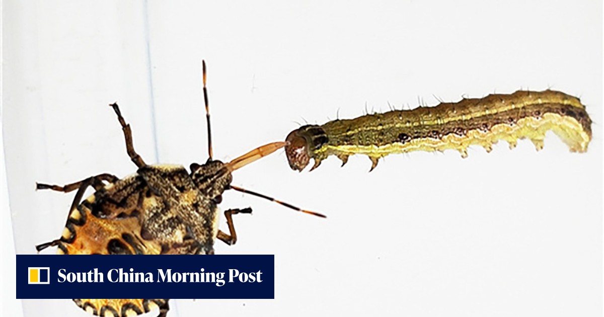 Predator vs caterpillar: Stink bugs may be unleashed to stop the fall ...