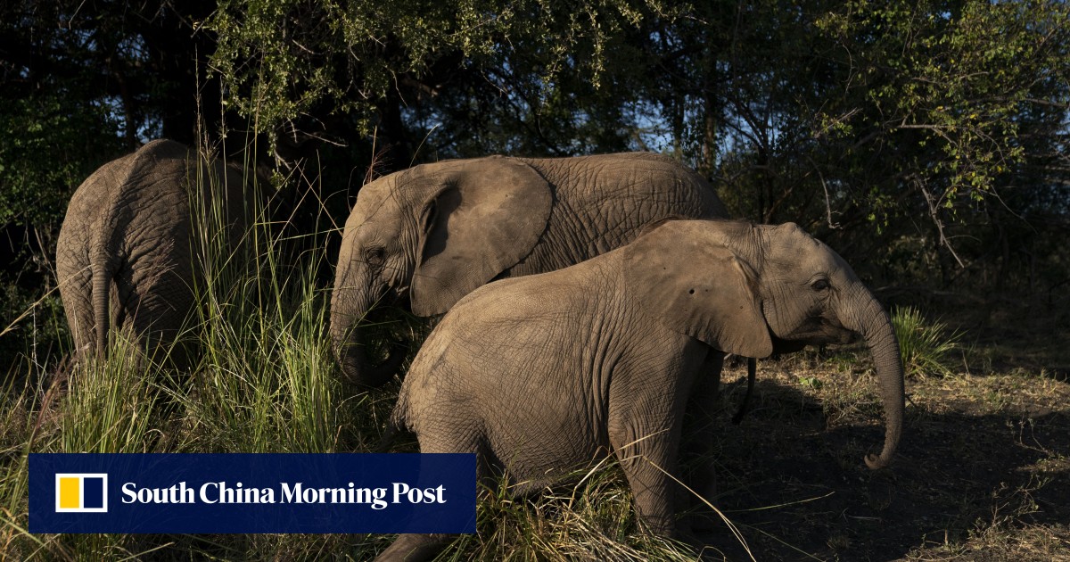 Grim warning as report states ‘hundreds’ of elephants are being poached