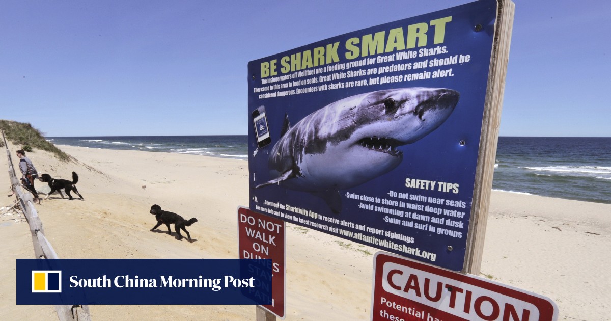 ‘Jaws in Cape Cod’: swimmers warned of great white shark attacks at