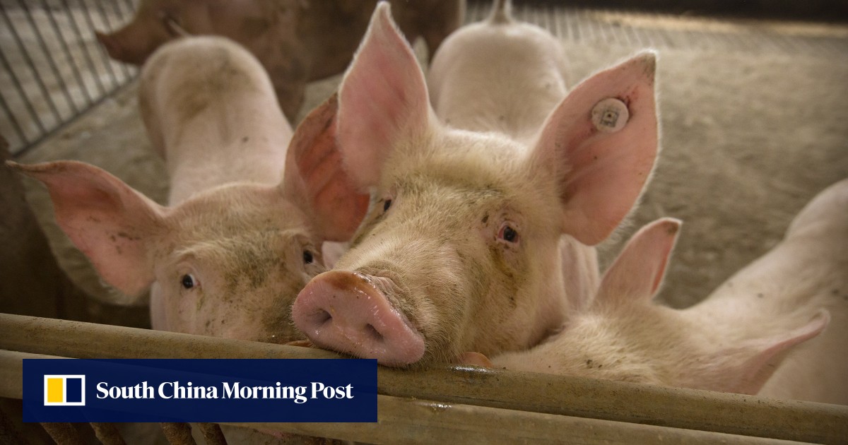 China’s pork imports rise to highest since 2016 | South China Morning Post
