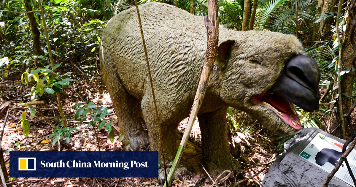 ‘Giant wombat’ fossil discovery in Australia leaves vital