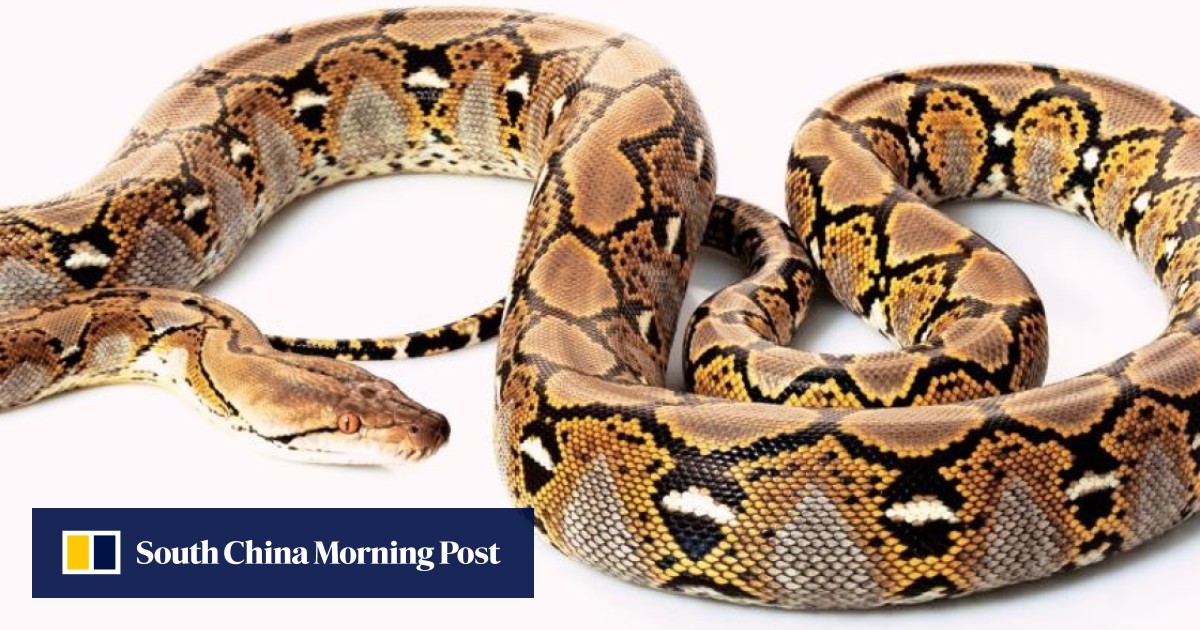 England Python Three-metre long reticulated python loose in university city of ...