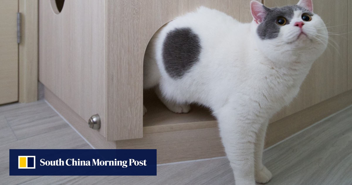 A petfriendly Hong Kong home where everyone is happy South China