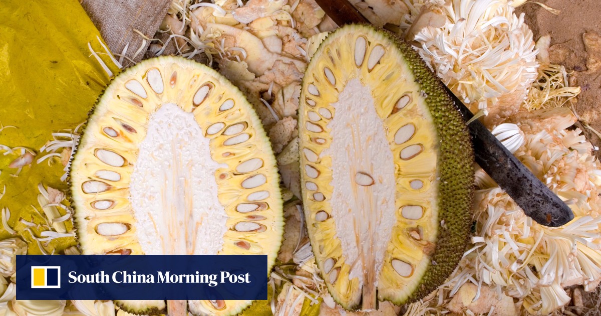 Why jackfruit is good for you the health benefits of vegan meat