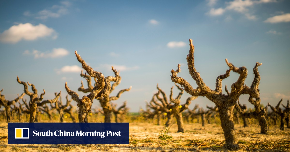 Wine vs climate change how global warming is affecting the grapes