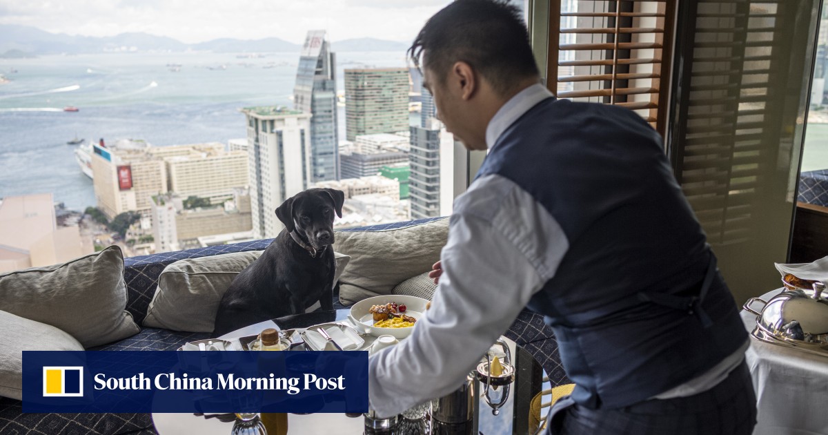The luxury petfriendly hotels taking pet pampering to new heights, in