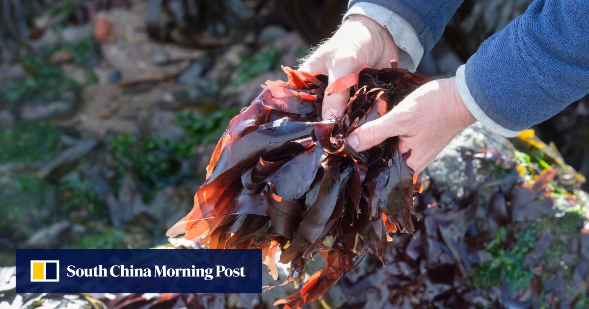 A comeback for dulse, edible seaweed from Ireland with umami that’s a